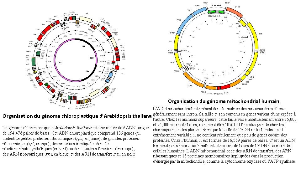 Organisation du génome mitochondrial humain L’ADN mitochondrial est présent dans la matrice des mitochondries.