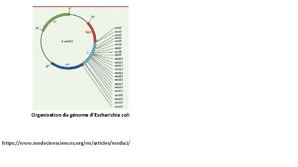 Organisation du génome d’Escherichia coli https: //www. medecinesciences. org/en/articles/medsci/ 