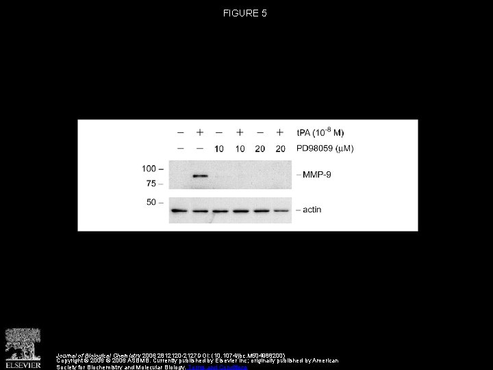 FIGURE 5 Journal of Biological Chemistry 2006 2812120 -2127 DOI: (10. 1074/jbc. M 504988200)