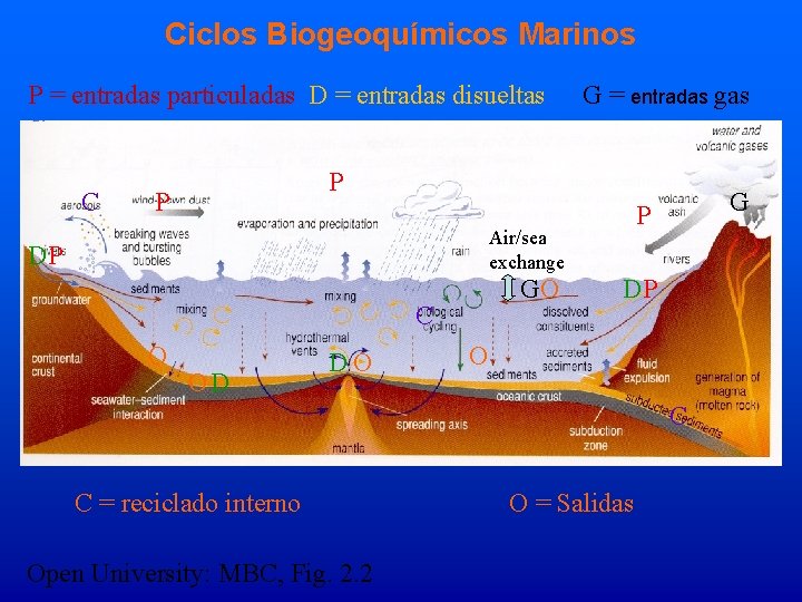 Ciclos Biogeoquímicos Marinos P = entradas particuladas D = entradas disueltas C G =