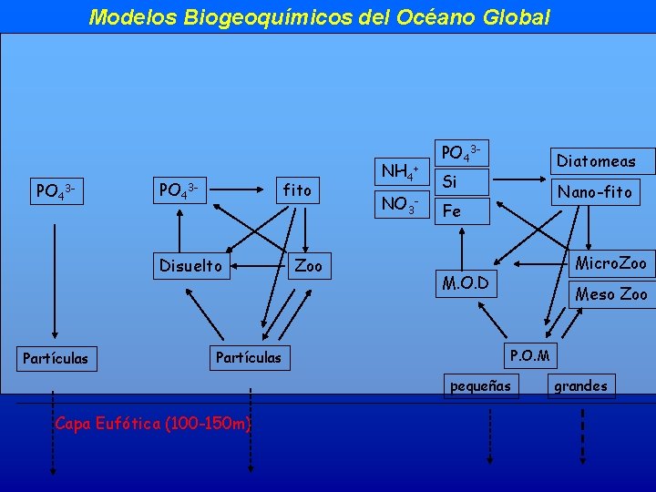 Modelos Biogeoquímicos del Océano Global PO 43 - fito Disuelto Partículas Zoo NH 4+