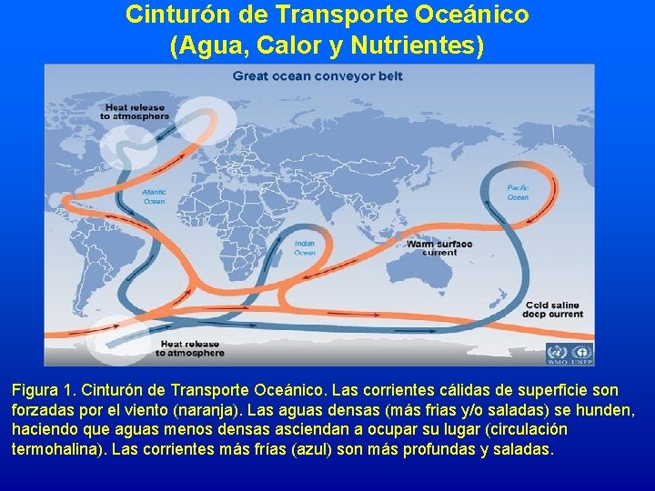 Cinturón de Transporte Oceánico (Agua, Calor y Nutrientes) Figura 1. Cinturón de Transporte Oceánico.