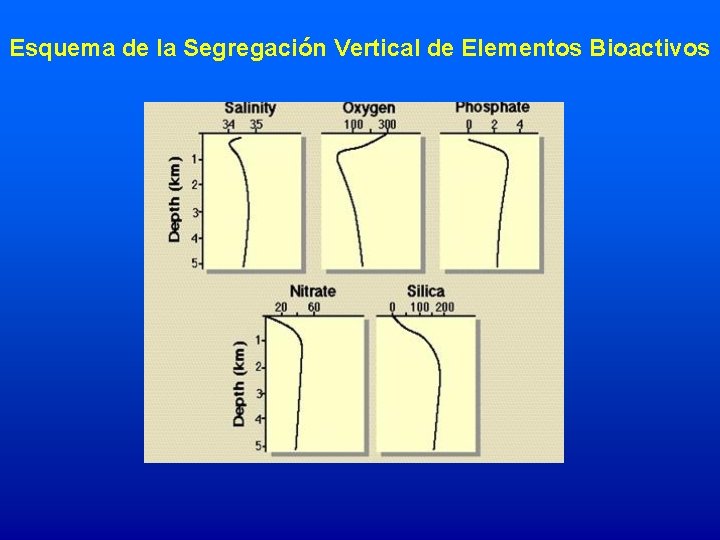 Esquema de la Segregación Vertical de Elementos Bioactivos 