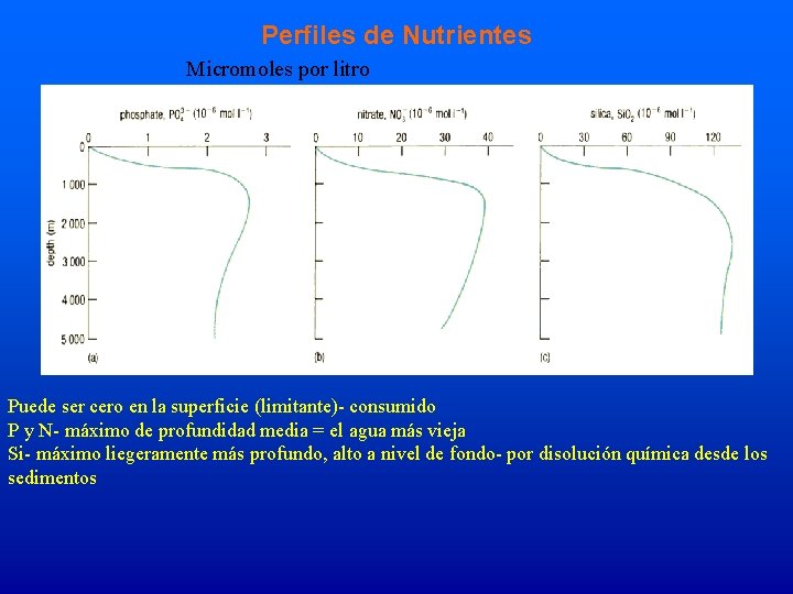 Perfiles de Nutrientes Micromoles por litro Puede ser cero en la superficie (limitante)- consumido