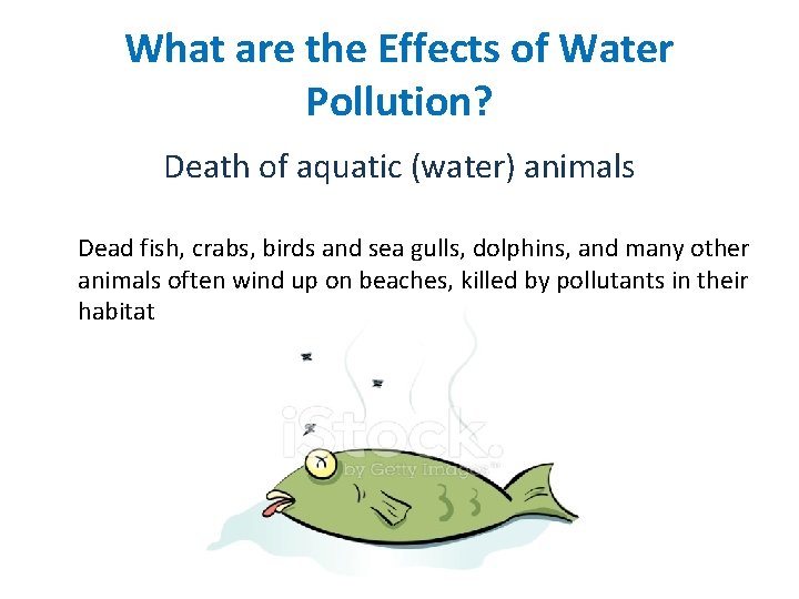 What are the Effects of Water Pollution? Death of aquatic (water) animals Dead fish,