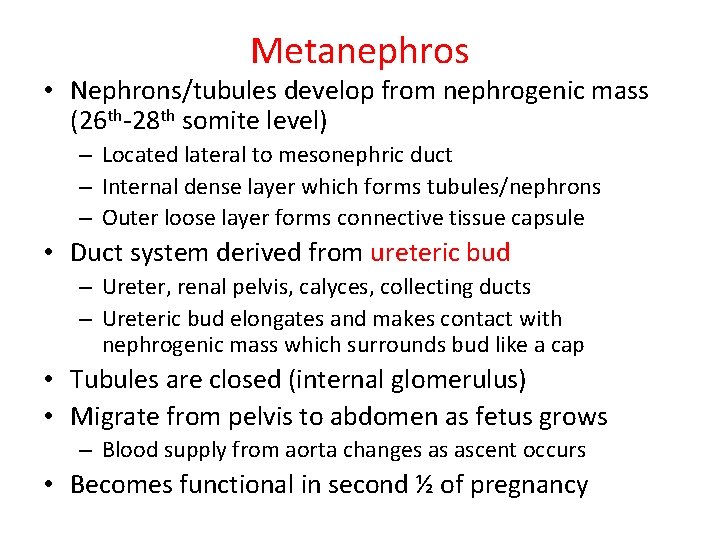 Metanephros • Nephrons/tubules develop from nephrogenic mass (26 th-28 th somite level) – Located