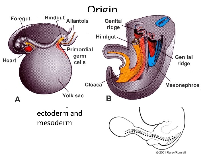 Origin • Gonads – intermedial mesoderm of mesonephros • Primordial germ cells – endoderm