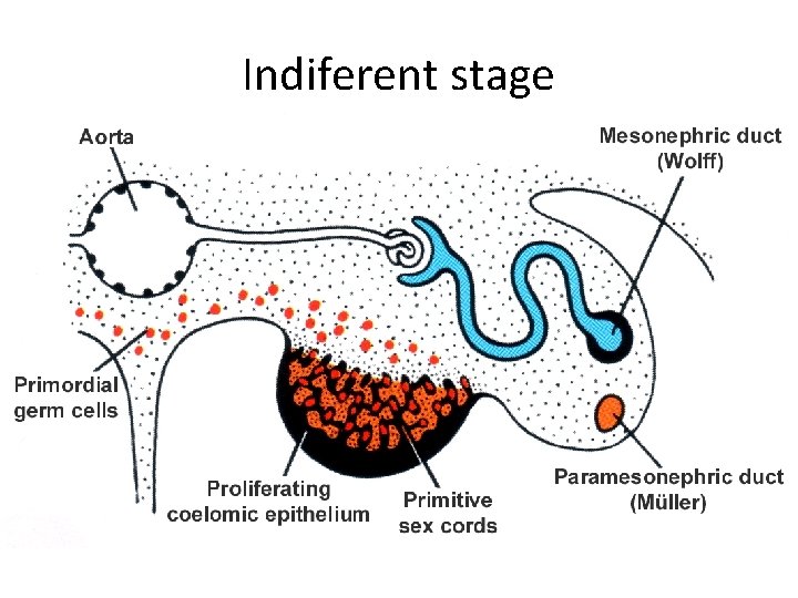 Indiferent stage • Both sexes has same first stage – coelomic epithelium • primary