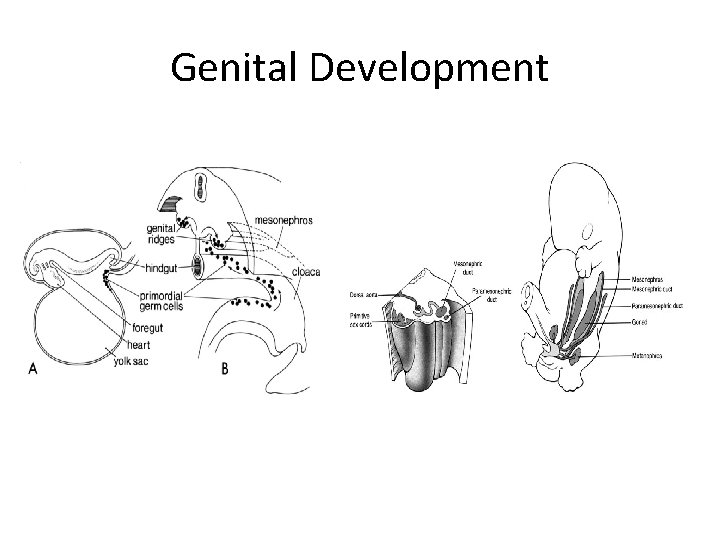 Genital Development 