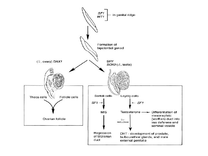 Genital Development 