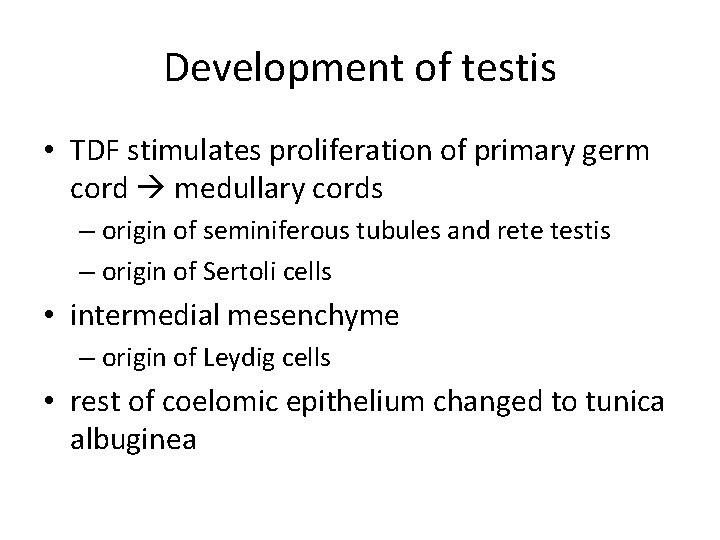 Development of testis • TDF stimulates proliferation of primary germ cord medullary cords –