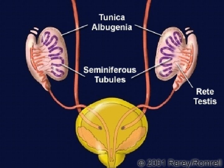 Genital ducts • Connected medullar cords – rete testis • Mesonephric tubules – Efferent