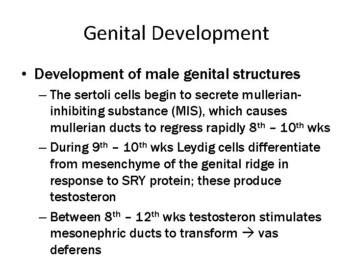 Genital Development • Development of male genital structures – The sertoli cells begin to