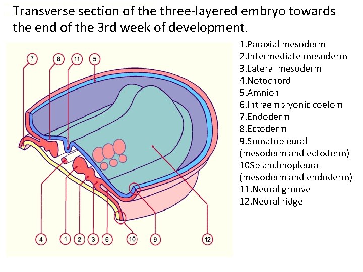 Transverse section and dorsal view of an embryo (trilaminar) Transverse section of the three-layered