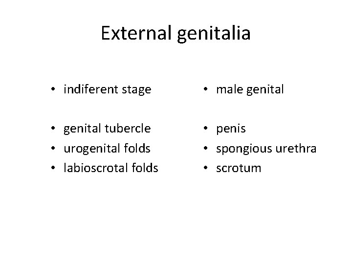 External genitalia • indiferent stage • male genital • genital tubercle • urogenital folds