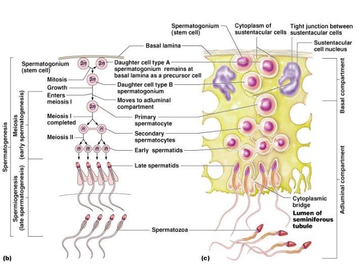 Spermatogenesis 38 