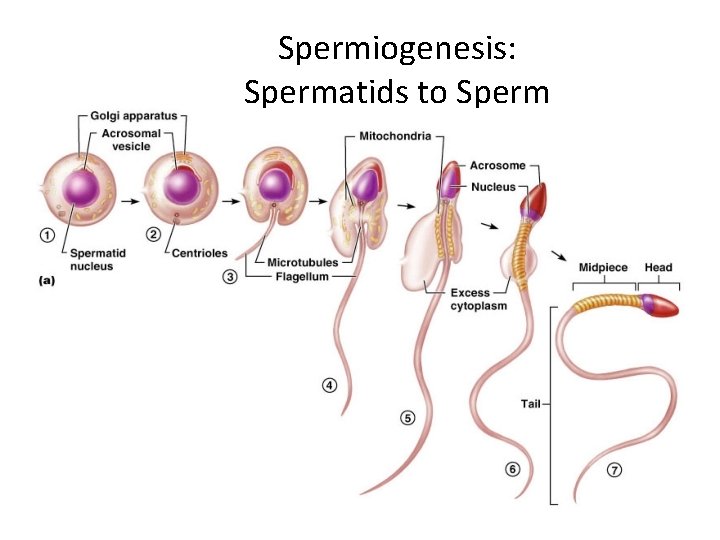 Spermiogenesis: Spermatids to Sperm 42 