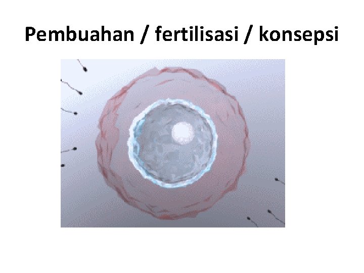 Pembuahan / fertilisasi / konsepsi 