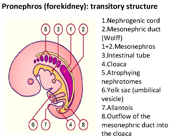 Pronephros (forekidney): transitory structure 1. Nephrogenic cord 2. Mesonephric duct (Wolff) 1+2. Mesonephros 3.