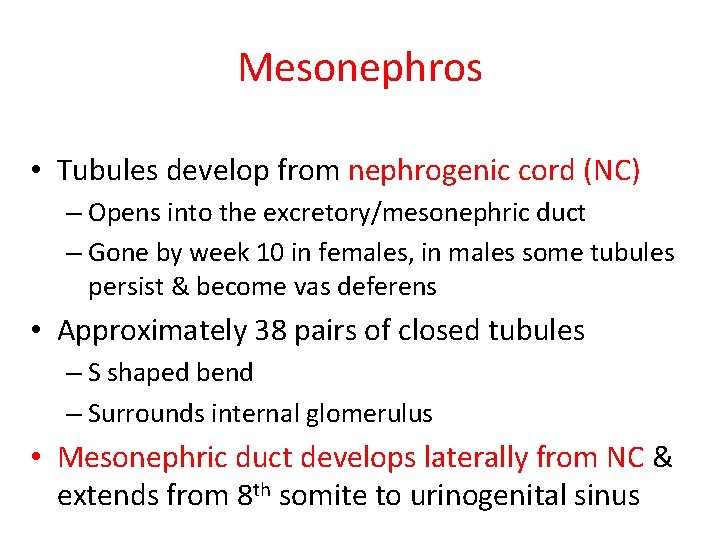 Mesonephros • Tubules develop from nephrogenic cord (NC) – Opens into the excretory/mesonephric duct