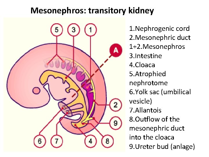 Mesonephros: transitory kidney 1. Nephrogenic cord 2. Mesonephric duct 1+2. Mesonephros 3. Intestine 4.