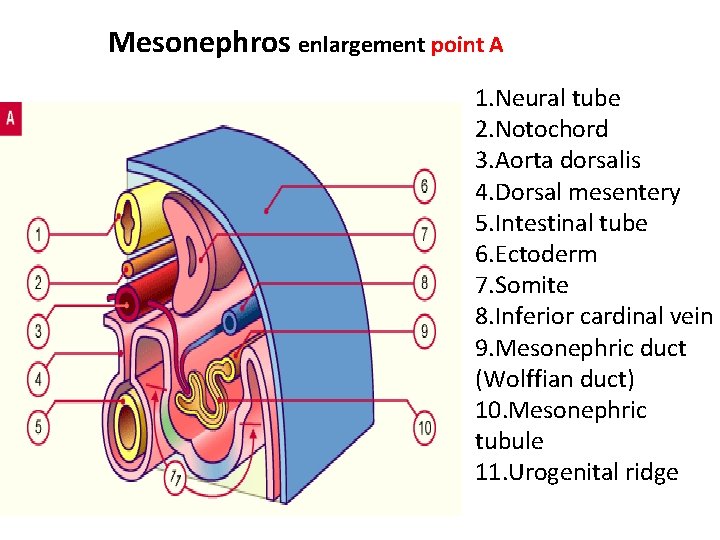 Mesonephros enlargement point A 1. Neural tube 2. Notochord 3. Aorta dorsalis 4. Dorsal