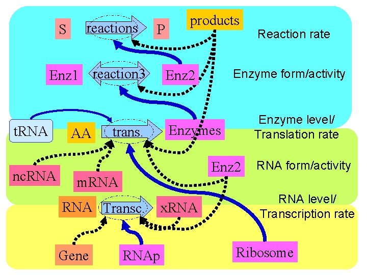 S reactions P Enz 1 reaction 3 t. RNA nc. RNA AA trans. products
