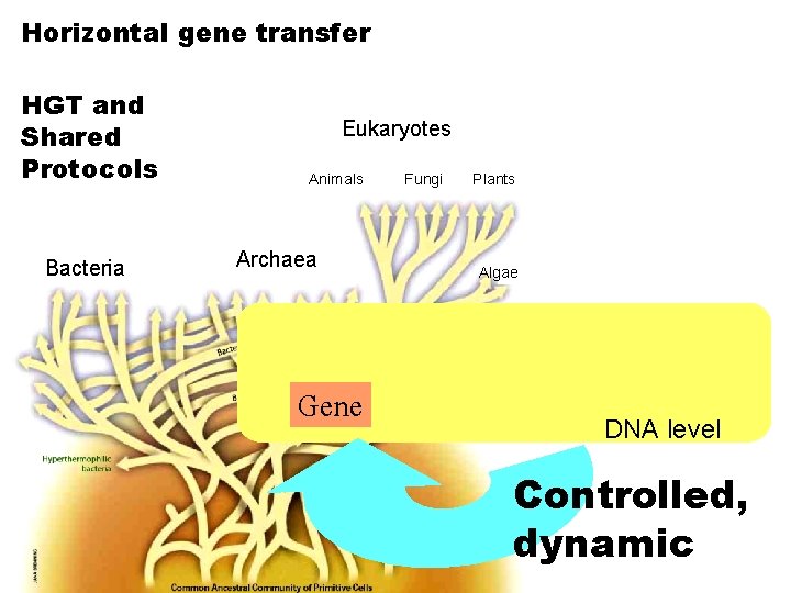 Horizontal gene transfer HGT and Shared Protocols Bacteria Eukaryotes Animals Archaea Gene Fungi Plants