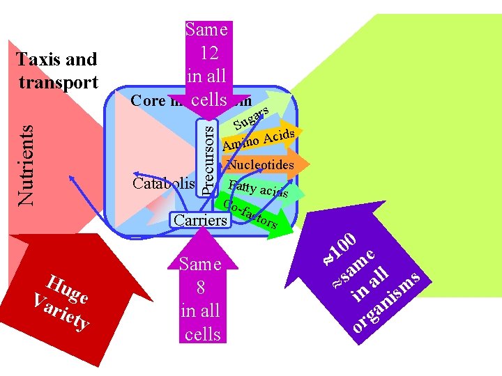 Hu Va ge riet y Precursors Nutrients Taxis and transport Same 12 in all