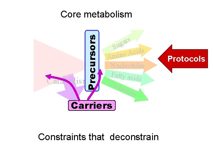 Precursors Core metabolism Catabolism rs a g Su ds i c A o Amin