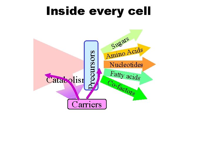 Precursors Inside every cell Catabolism Carriers rs a g Su ds i c A