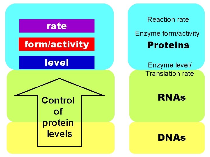 rate form/activity level Control of protein levels Reaction rate Enzyme form/activity Proteins Enzyme level/