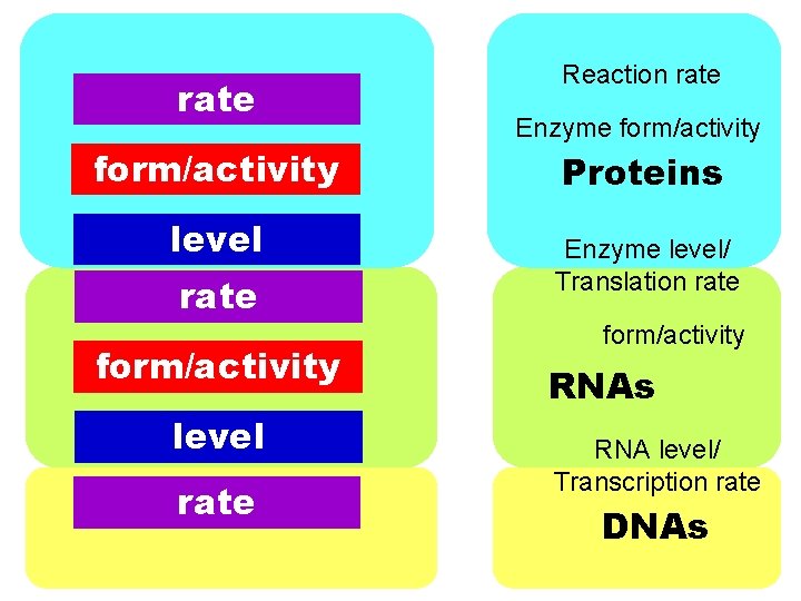 rate form/activity level rate Reaction rate Enzyme form/activity Proteins Enzyme level/ Translation rate form/activity