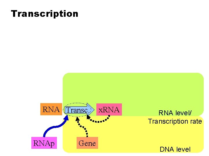 Transcription RNA Transc. RNAp Gene x. RNA level/ Transcription rate DNA level 