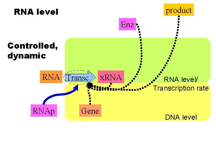 product RNA level Enz Controlled, dynamic RNA Transc. RNAp Gene x. RNA level/ Transcription