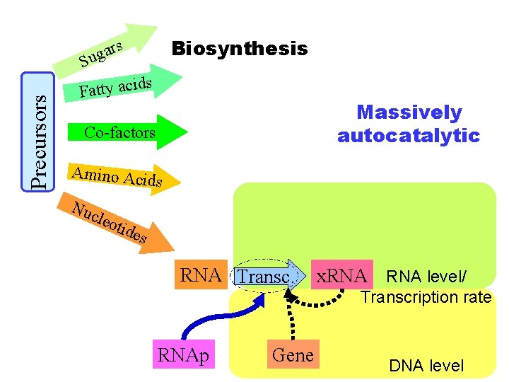 Biosynthesis s Precursors ar g u S Fatty acid s Massively autocatalytic Co-factors Amino