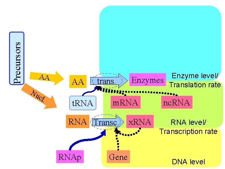 Precursors AA Nu cl . AA t. RNA trans. m. RNA Transc. RNAp Enzyme