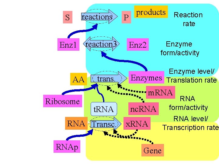 reactions S Enz 1 reaction 3 AA Ribosome trans. rate Enzyme form/activity Enz 2