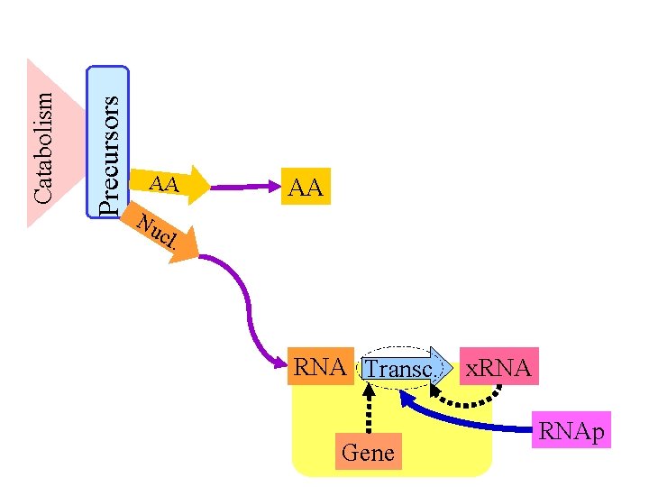 Precursors Catabolism AA Nu cl AA . RNA Transc. Gene x. RNAp 