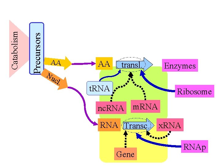 Precursors Catabolism AA Nu cl . AA transl. t. RNA Enzymes Ribosome nc. RNA