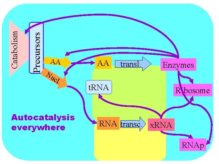 Precursors Catabolism AA Nu cl . Autocatalysis everywhere AA transl. Enzymes t. RNA Ribosome