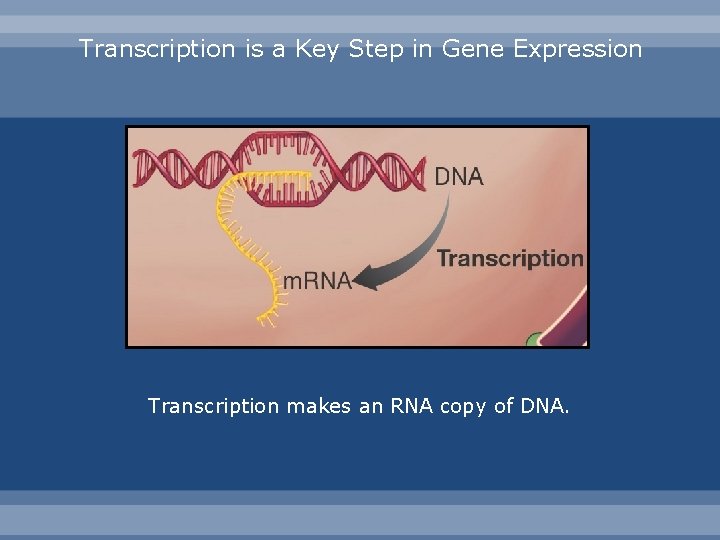 Transcription is a Key Step in Gene Expression Transcription makes an RNA copy of