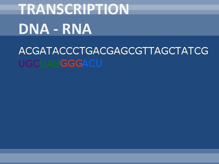 TRANSCRIPTION DNA - RNA ACGATACCCTGACGAGCGTTAGCTATCG UGCUAUGGGACU 