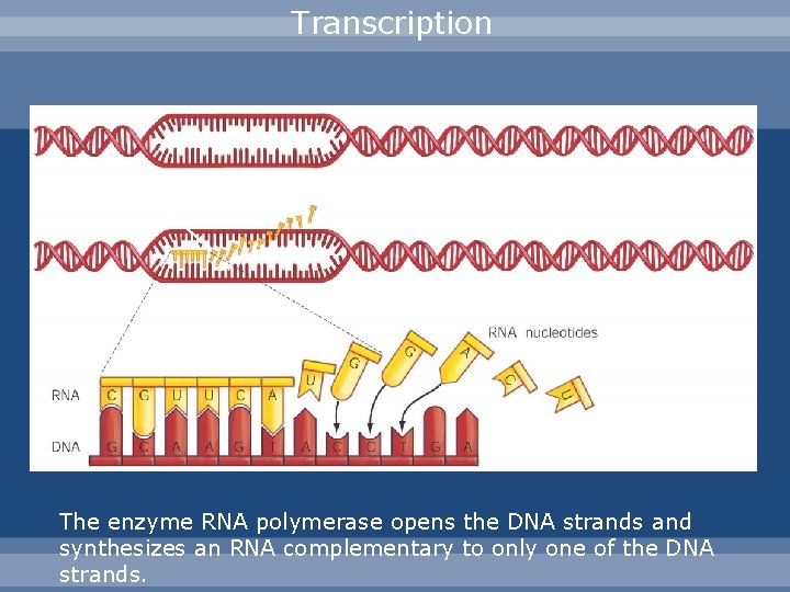 Transcription RNA polymerase acts here The enzyme RNA polymerase opens the DNA strands and
