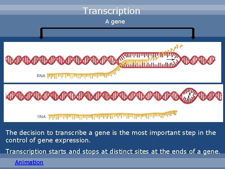 Transcription A gene The decision to transcribe a gene is the most important step