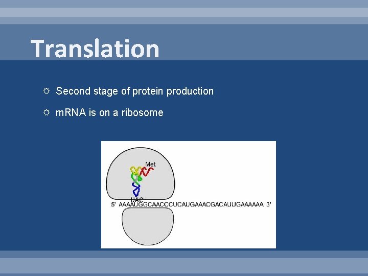 Translation Second stage of protein production m. RNA is on a ribosome 