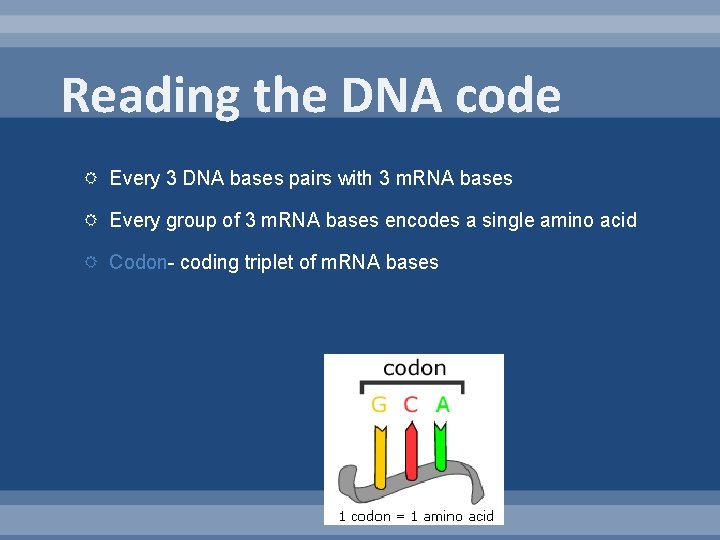 Reading the DNA code Every 3 DNA bases pairs with 3 m. RNA bases