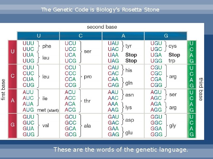 The Genetic Code is Biology’s Rosetta Stone These are the words of the genetic