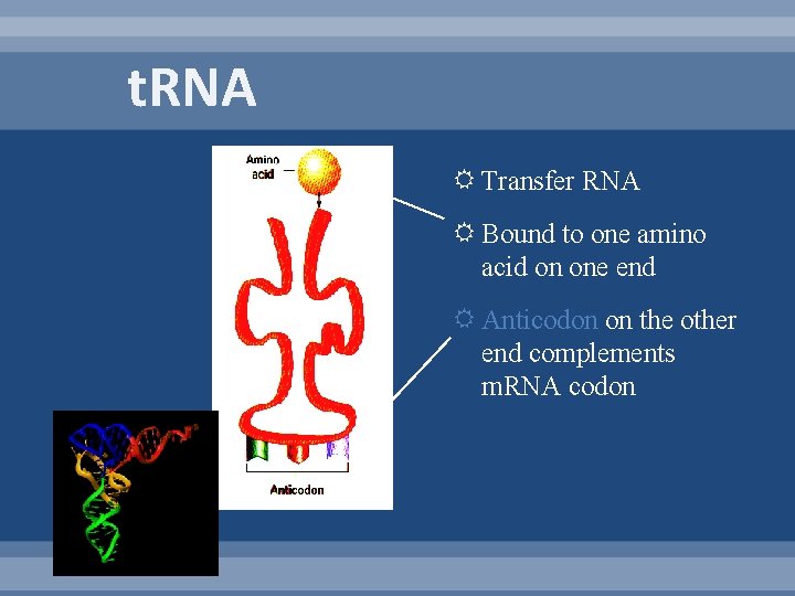 t. RNA Transfer RNA Bound to one amino acid on one end Anticodon on