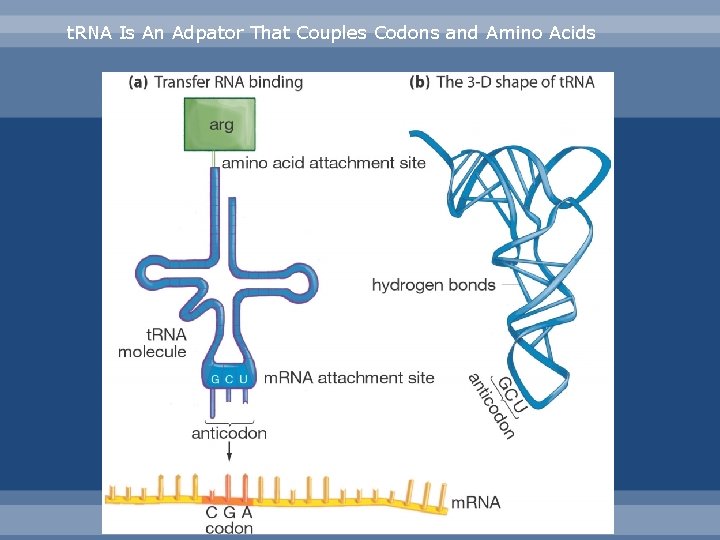 t. RNA Is An Adpator That Couples Codons and Amino Acids 